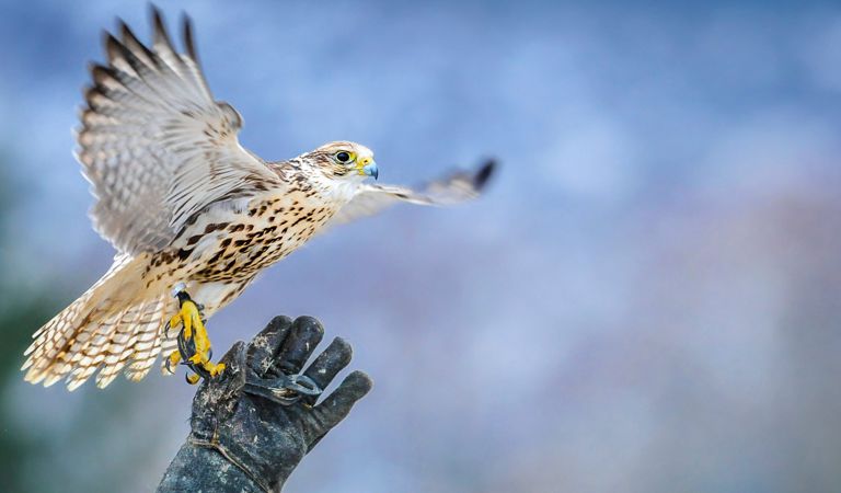 opryski przeciw komarom i kleszczom we Wrocławiu, odpluskwianie, odszczurzanie, likwidujemy gnioazda os
